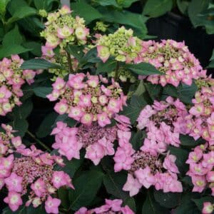 Hydrangea, 'Let's Dance Can Do'