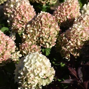 Hydrangea, 'Little Lime Punch'