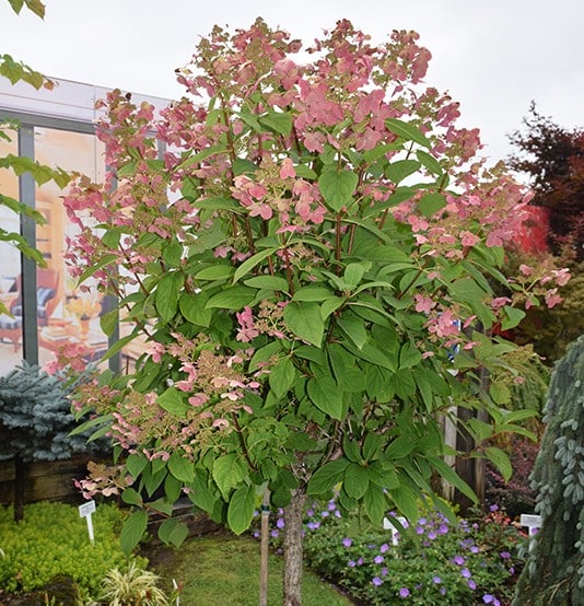 Hydrangea, 'Little Quick Fire' - Image 4