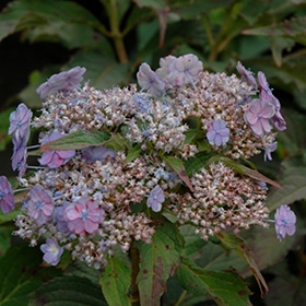 Hydrangea, 'Tiny Tuff Stuff'