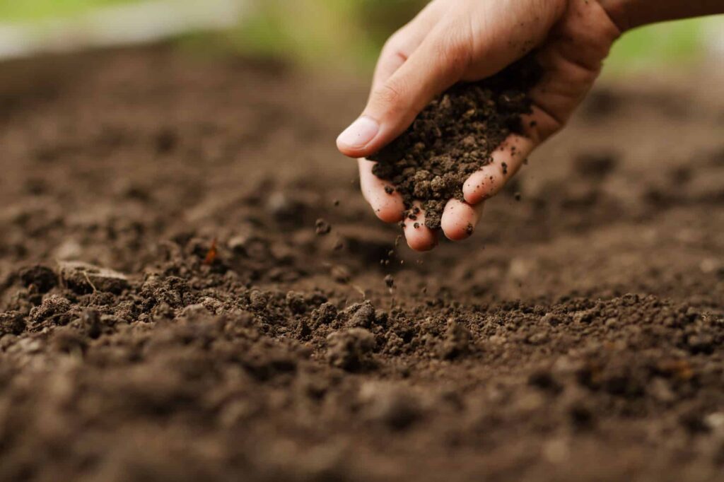 Hand in soil preparing for fall planting