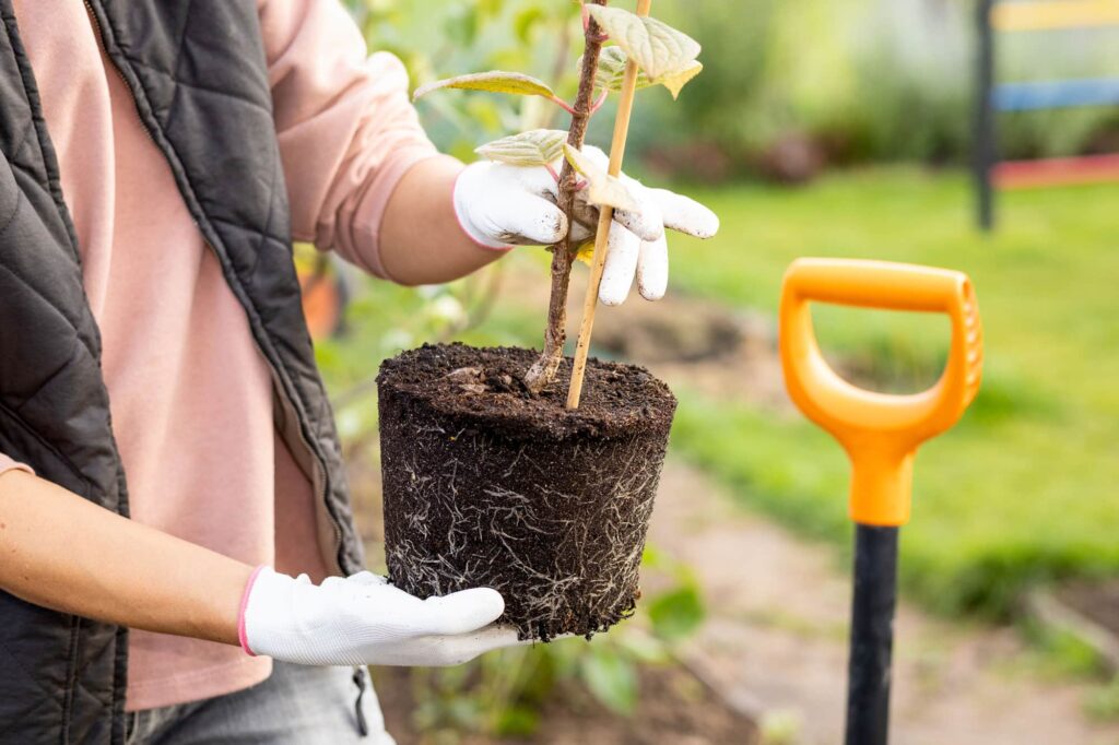 Woman holding plant from container with strong roots for fall planting