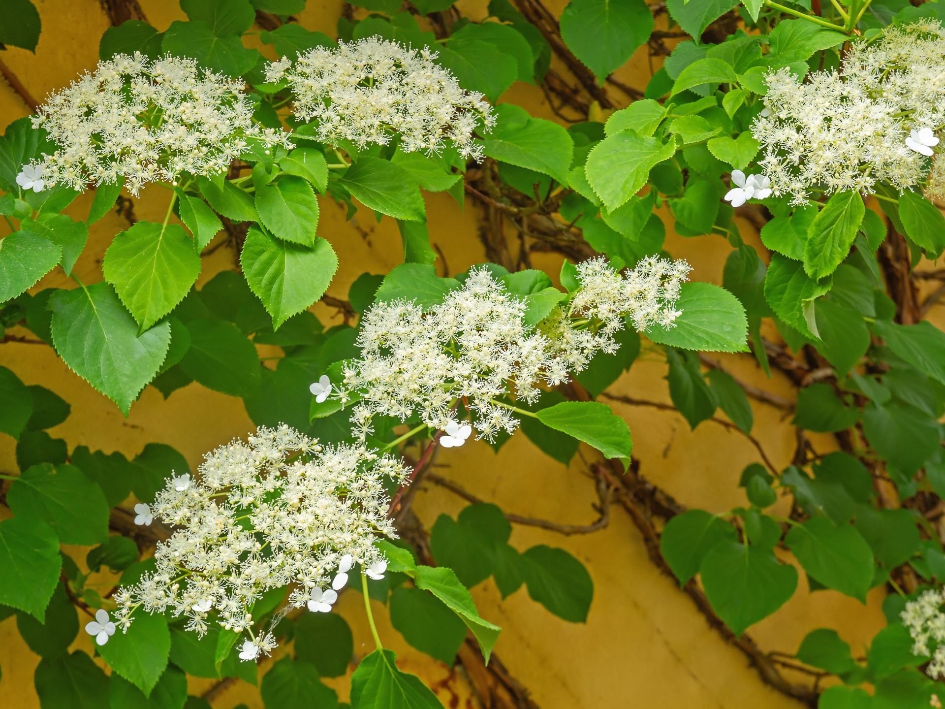 Hydrangea growing