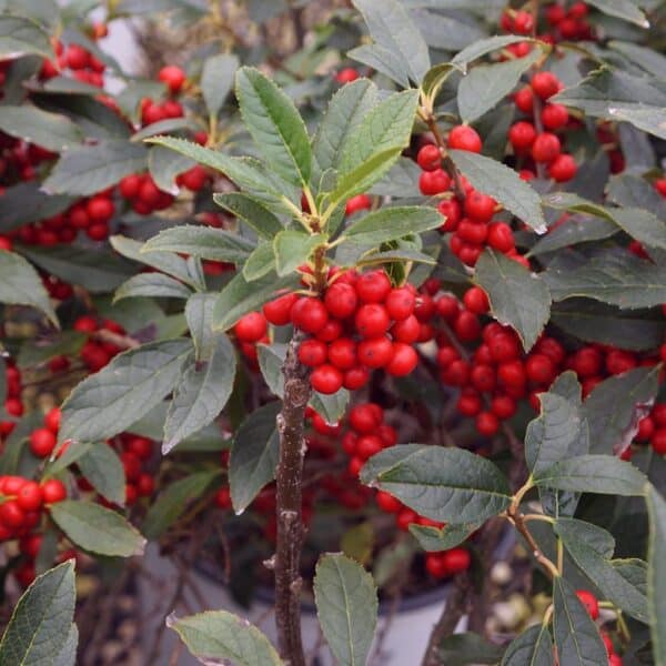Winterberry, 'Berry Poppins'