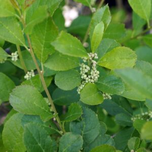 Winterberry, 'Mr Poppins'