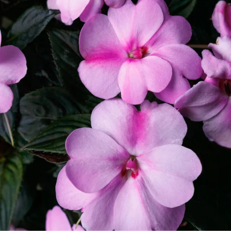 Impatiens (Sunpatiens/NG) - 4"pot - Image 6