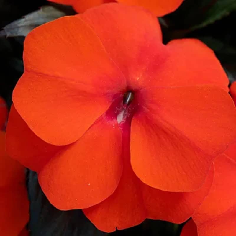 Impatiens (Sunpatiens/NG) - 4"pot - Image 5