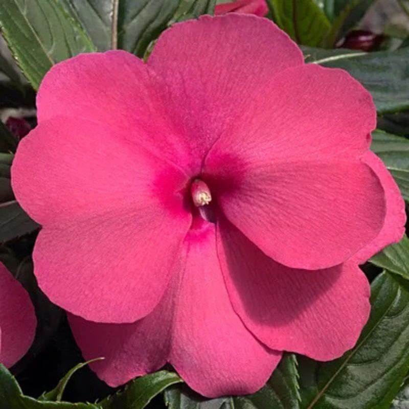 Impatiens (Sunpatiens/NG) - 4"pot - Image 4