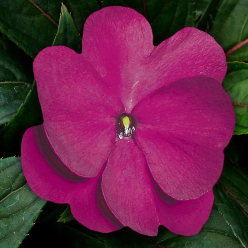 Impatiens (Sunpatiens/NG) - 4"pot