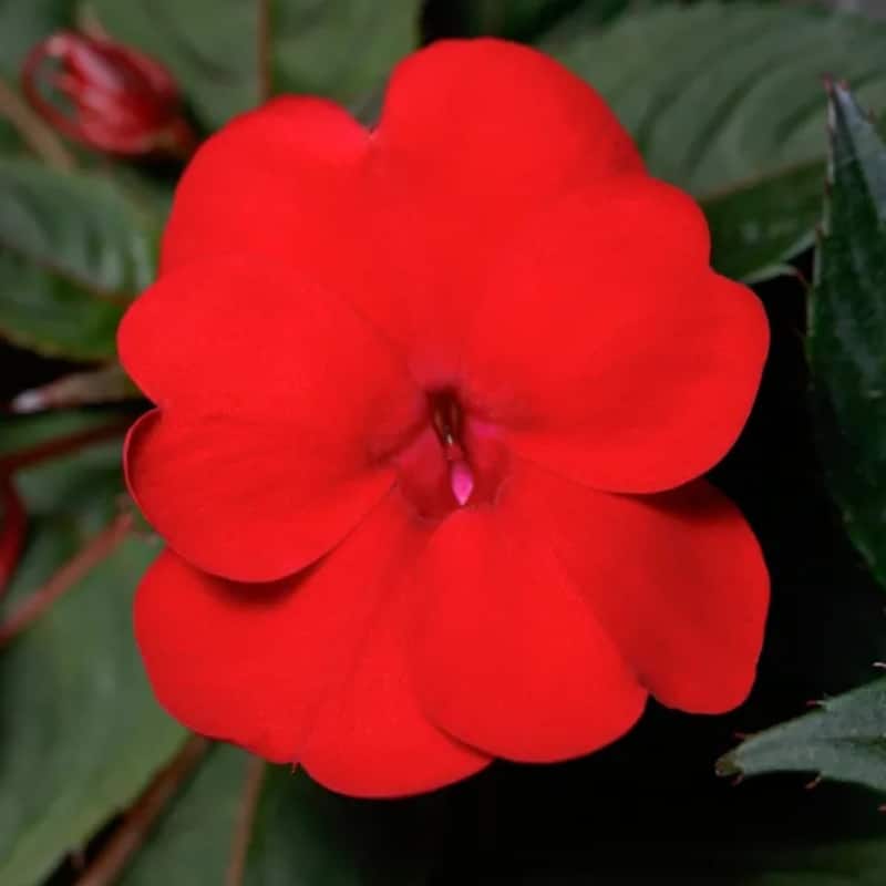 Impatiens (Sunpatiens/NG) - 4"pot - Image 3