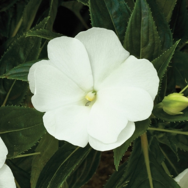 Impatiens (Sunpatiens/NG) - 4"pot - Image 2