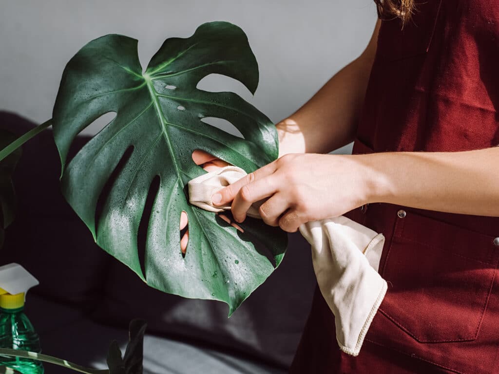 Winter Care Tips for Indoor Plants Lurvey’s Guide Lurvey Landscape