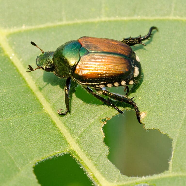 Japanese beetle eating a leaf