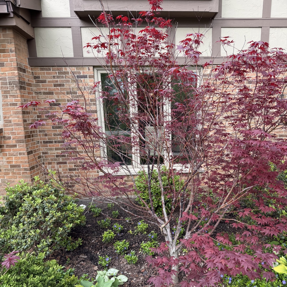 Japanese maple tree with spring foliage in a residential landscape