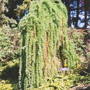 Larch, Weeping