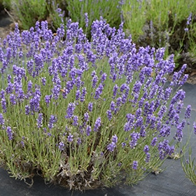 Hidcote Lavender - Image 2
