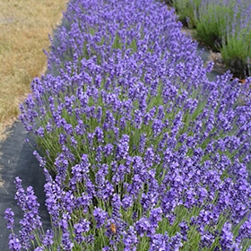 Hidcote Lavender - Image 3
