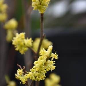 Spicebush 'Northern'