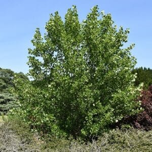 Tulip Tree 'Little Volunteer'