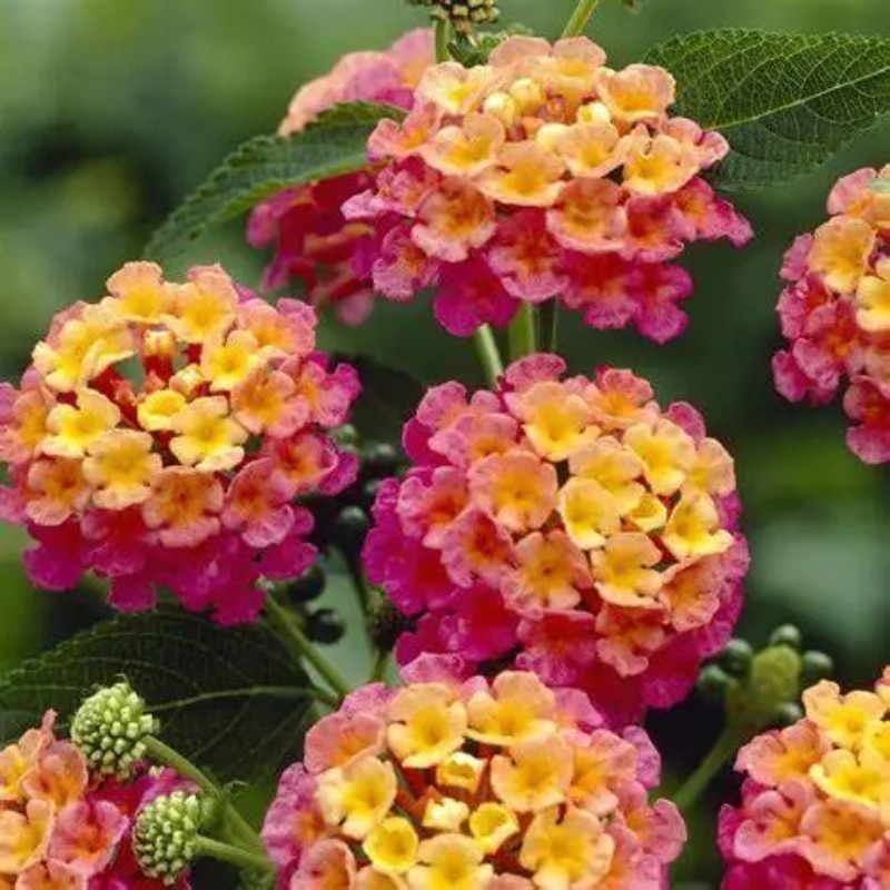 Lantana - 4"pot - Image 3