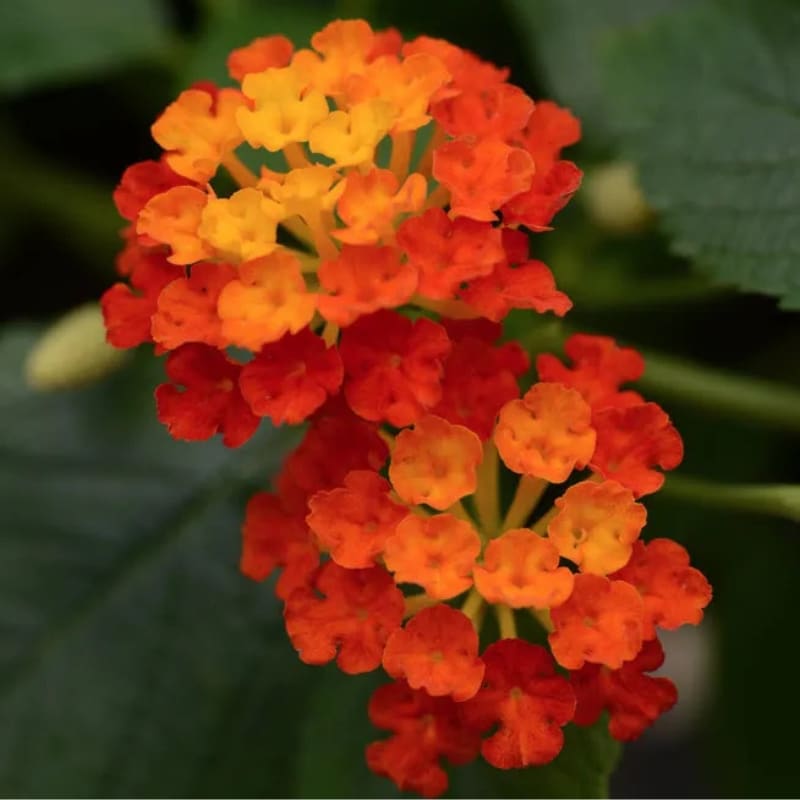Lantana - 4"pot - Image 2
