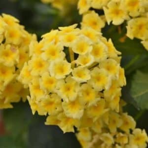 Lantana - 4"pot