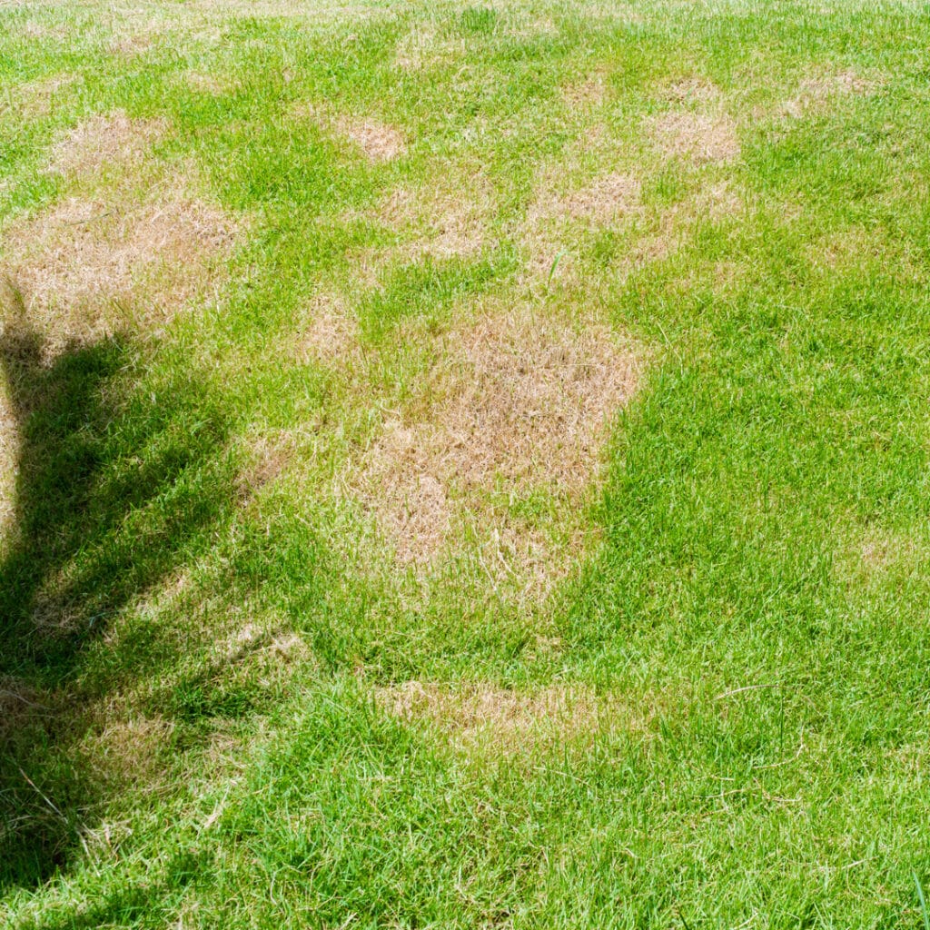 Lawn spot in a residential lawn