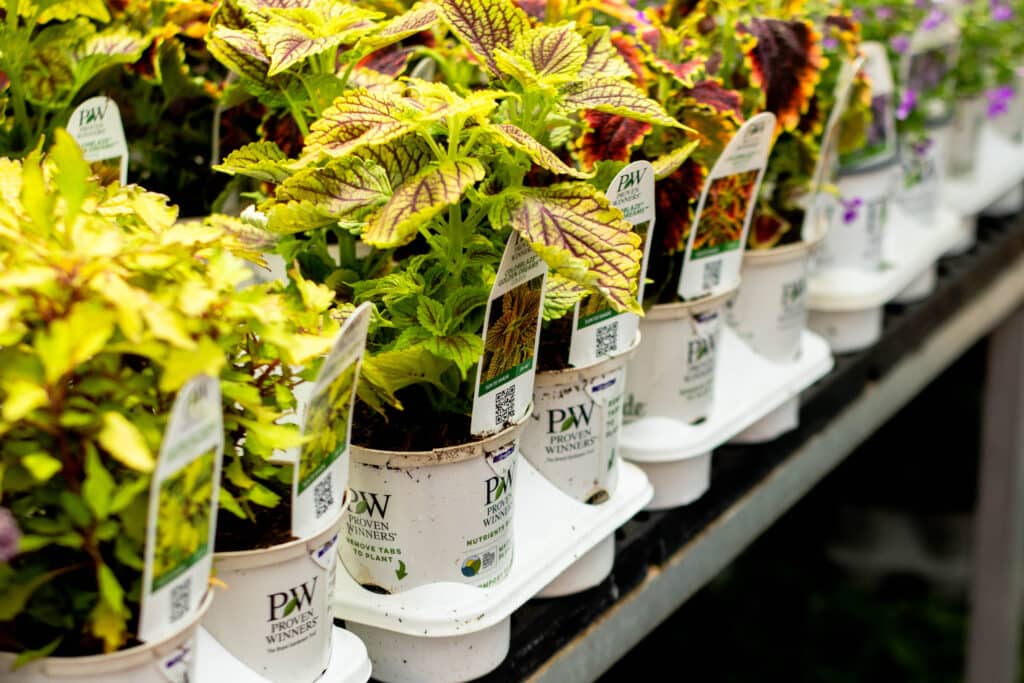seasonal plants