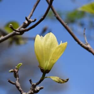 Magnolia, 'Butterflies'