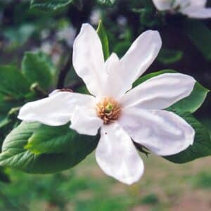 Magnolia, kobus