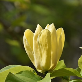 Magnolia, 'Yellow Bird'