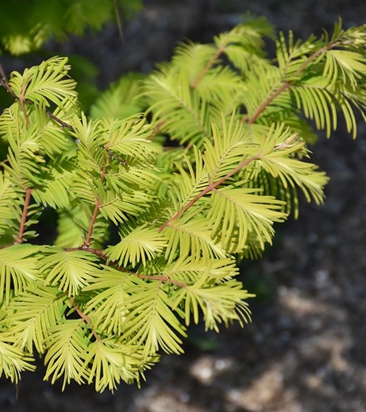 Redwood, Dawn 'Amber Glow'