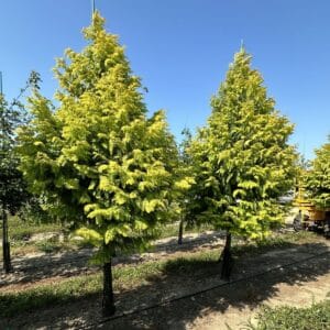 Redwood, Dawn 'Soul Fire'