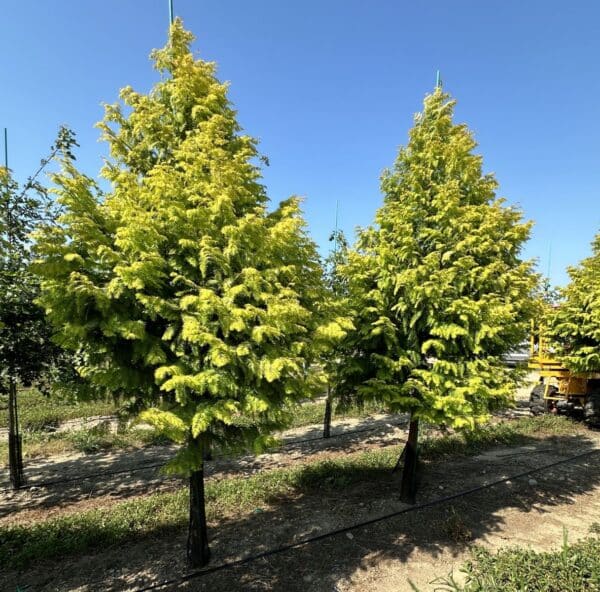 Redwood, Dawn 'Soul Fire'