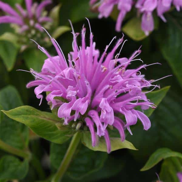 'BeeMine Lavender’ Bee Balm - Lurvey Landscape Supply