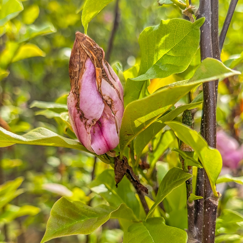 Magnolia flower bud showing frost damage 