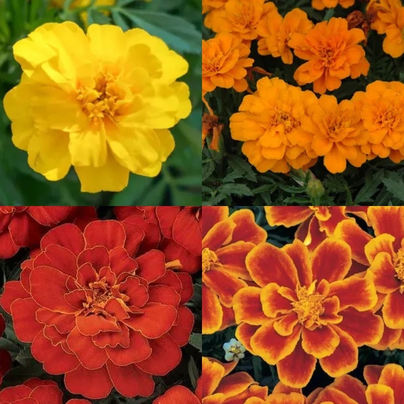 Marigold (French) - Annual Flat