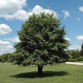 Black Gum - Image 3