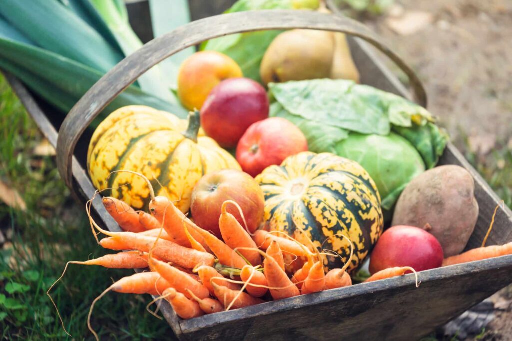 Basket of harvested vegetables from fall planting