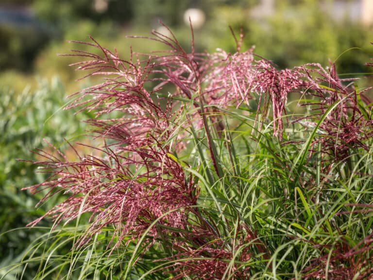 Ornamental Grasses