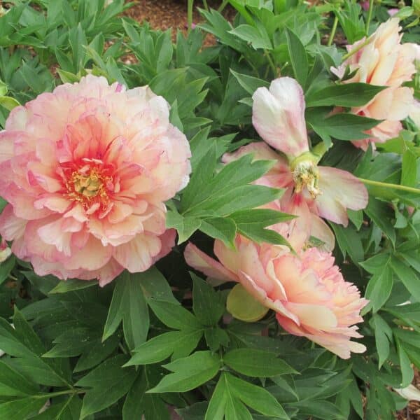 'Simply Scrumptious' Garden Candy Itoh Peony
