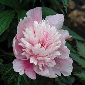 'Raspberry Sundae' Peony