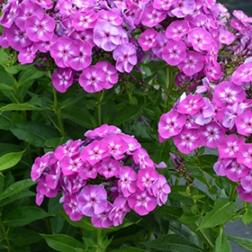'Laura' Garden Phlox