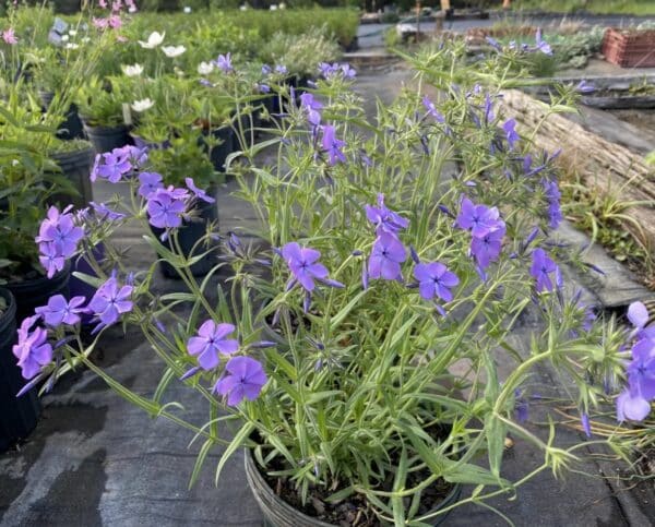 'Mr. Blue Sky' Phlox - Image 2