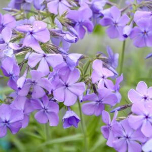 'Mr. Blue Sky' Phlox