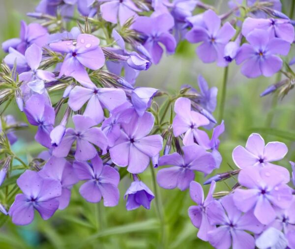 'Mr. Blue Sky' Phlox