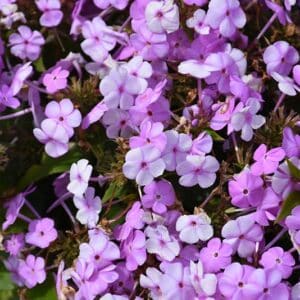 'Princess' Phlox