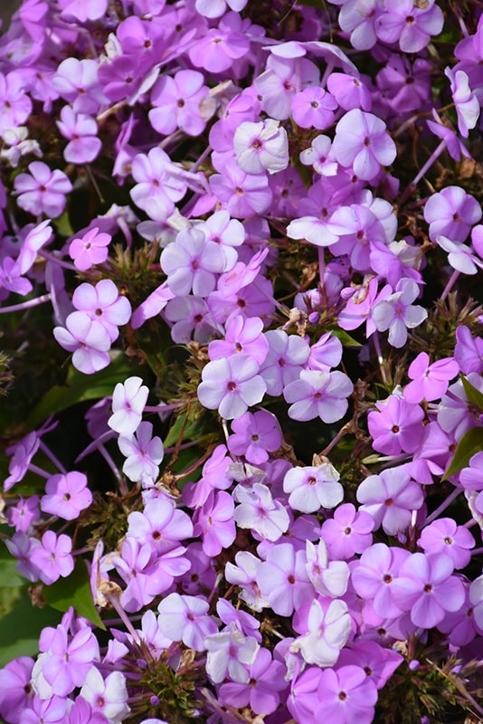 'Princess' Phlox