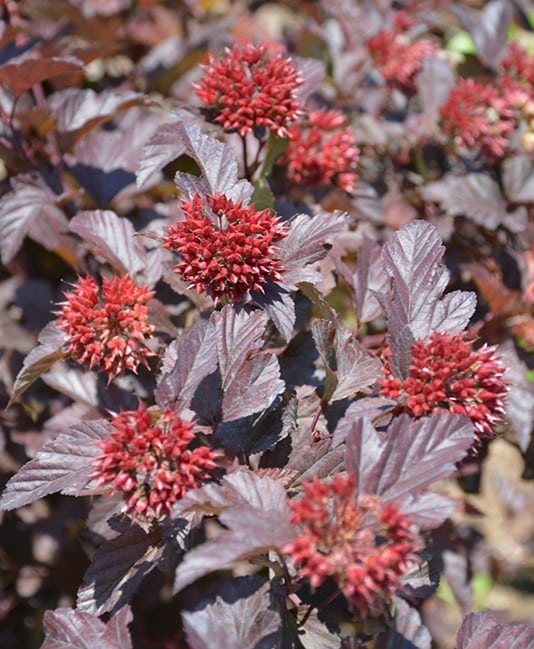 Ninebark, 'Ginger Wine'
