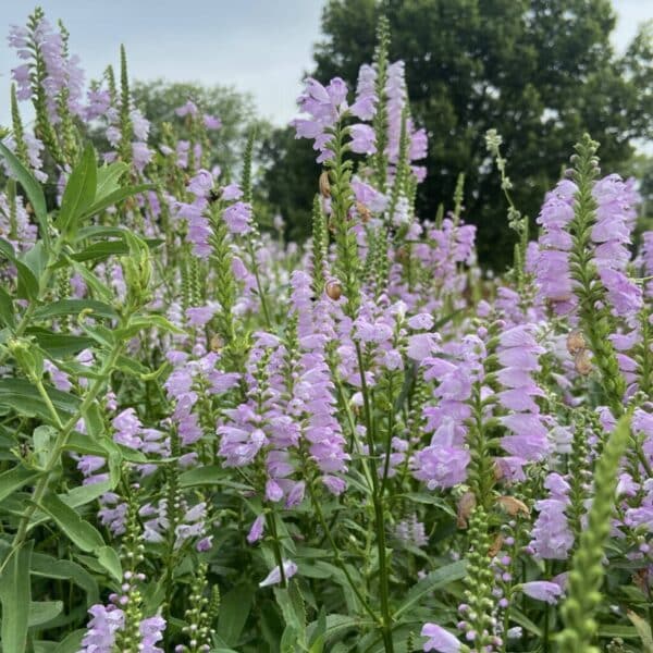 Obedient Plant